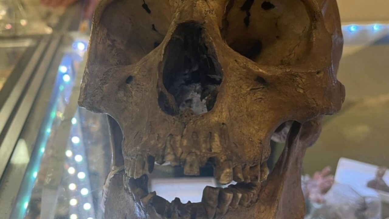 Human skull found at thrift store in Florida