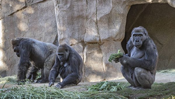 美国数只大猩猩感染新冠 或系该物种全球首批新冠病例