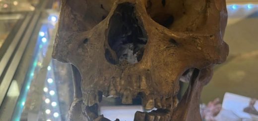 Human skull found at thrift store in Florida